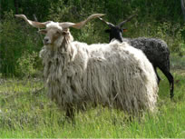 Racka Sheep & Specialty Fiber